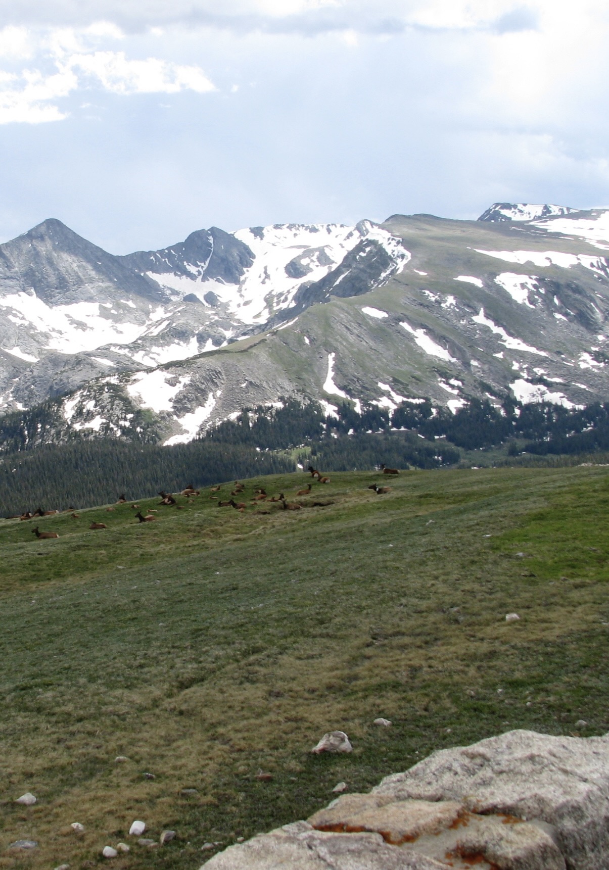 A herd of elk in a tundra meadow near Trail Ridge Road in Rocky Mountain National Park. Photo by Gay Porter DeNileon